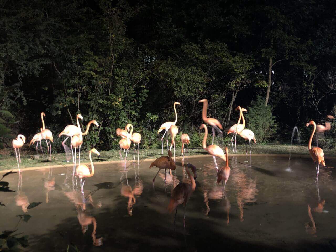 The Flamingo Exhibit at the 2019 Sunset Safari